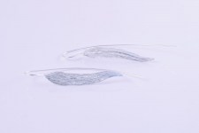 Or-Minimal-Foglia1