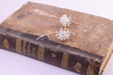 Or-Riccio-Long-Back-Book2